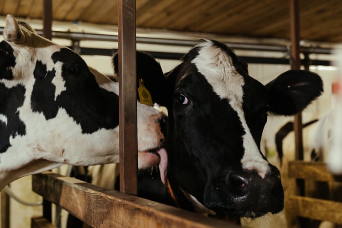 Black and White Cow in Cage