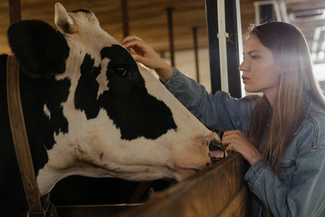 Boy in Blue Jacket Sitting Beside White Cow